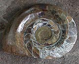 Ammonit Marokko